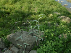 Persicaria lapathifolia lanata