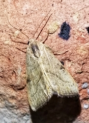 Galgula partita