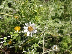 Osmitopsis osmitoides