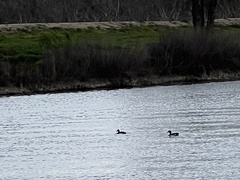 Anas platyrhynchos