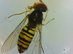 Episyrphus balteatus