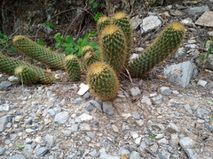 Coryphantha erecta