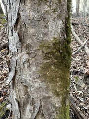 Forsstroemia trichomitria