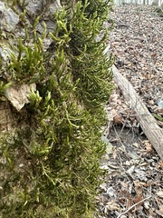 Forsstroemia trichomitria