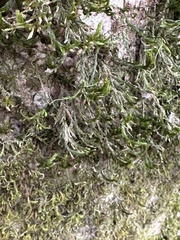 Forsstroemia trichomitria