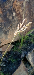 Eragrostis capensis