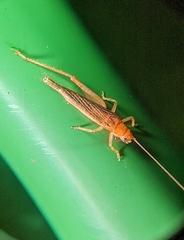 Aphonoidini