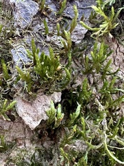 Forsstroemia trichomitria