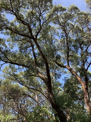 Eucalyptus radiata