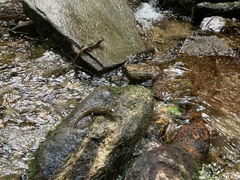 Desmognathus amphileucus