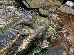 Desmognathus amphileucus