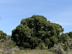 Eucalyptus radiata