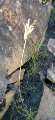 Eragrostis capensis