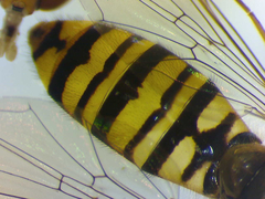 Episyrphus balteatus