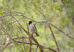 Melithreptus affinis