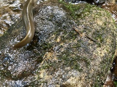 Desmognathus amphileucus