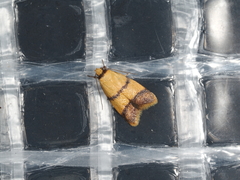 Heteroteucha translatella