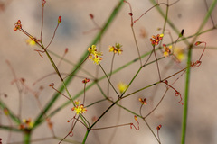 Eriogonum thomasii