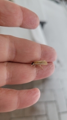 Crambus praefectellus