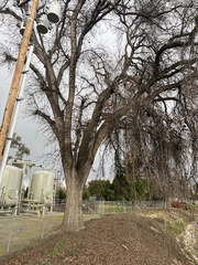 Quercus lobata