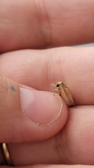 Crambus praefectellus