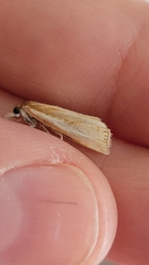 Crambus praefectellus