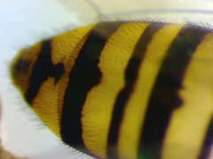 Episyrphus balteatus