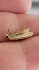 Crambus praefectellus