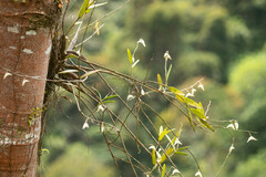 Dendrobium crumenatum