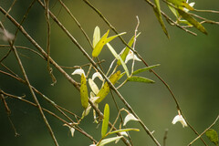 Dendrobium crumenatum
