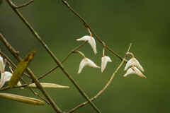 Dendrobium crumenatum