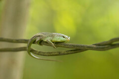 Dasia olivacea