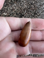Quercus lobata