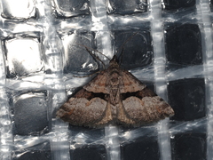 Dichromodes triparata