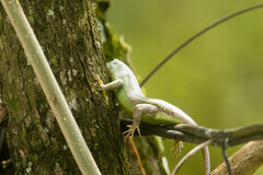 Dasia olivacea