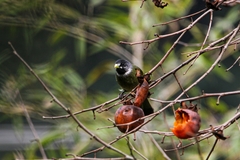 Spizixos semitorques