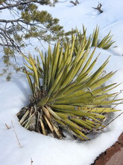 Yucca baccata