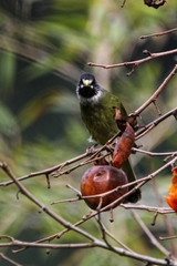 Spizixos semitorques