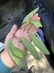 Muellerina eucalyptoides