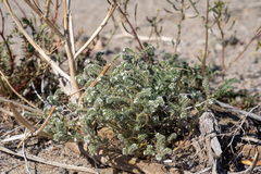 Johnstonella angustifolia