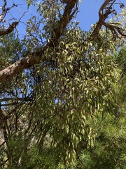 Muellerina eucalyptoides