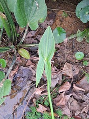 Sagittaria sagittifolia