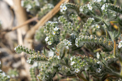 Johnstonella angustifolia