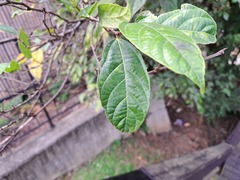 Ficus irisana