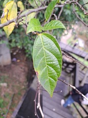 Ficus irisana
