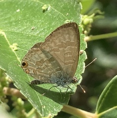 Catopyrops florinda