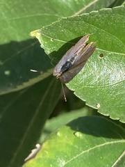 Catopyrops florinda