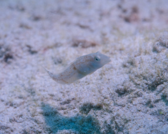 Cymolutes lecluse