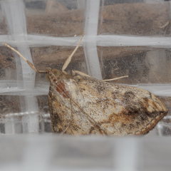 Evergestis rimosalis