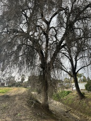 Quercus lobata